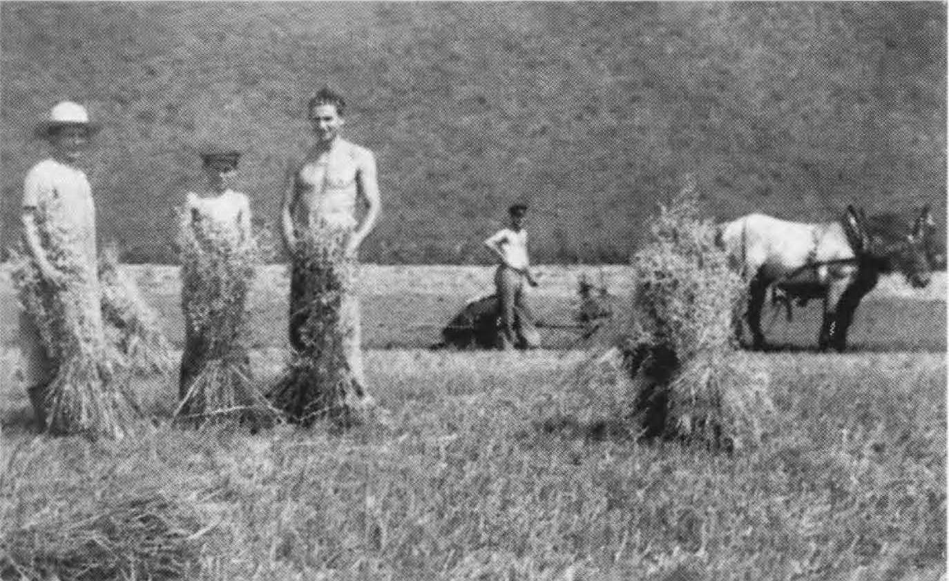 Arnold Wochenmark Dritter von links bei der Dienstpflicht in der Landwirtschaft bei Basel 1944 Kopie